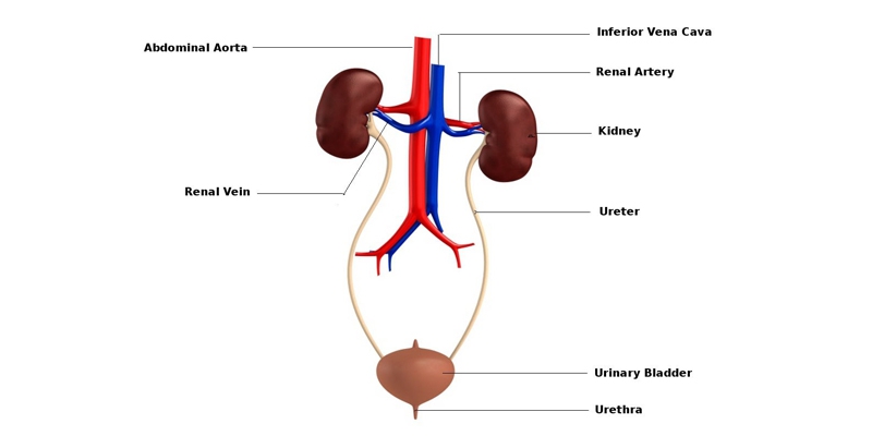 Kidney Stones Treatment Surgery Symptoms Causes Rg Hospital